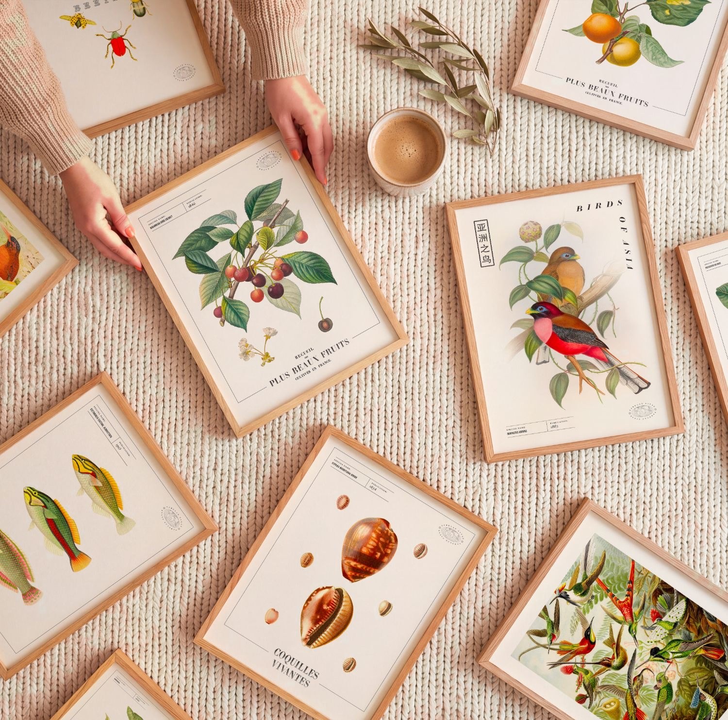 Planches Tabulae Vitae encadrées étalées sur un plaid : cerises, oiseaux d'Asie, coquillages, poissons, colibris